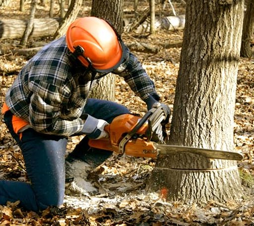 Tree Removal in Warner, NH